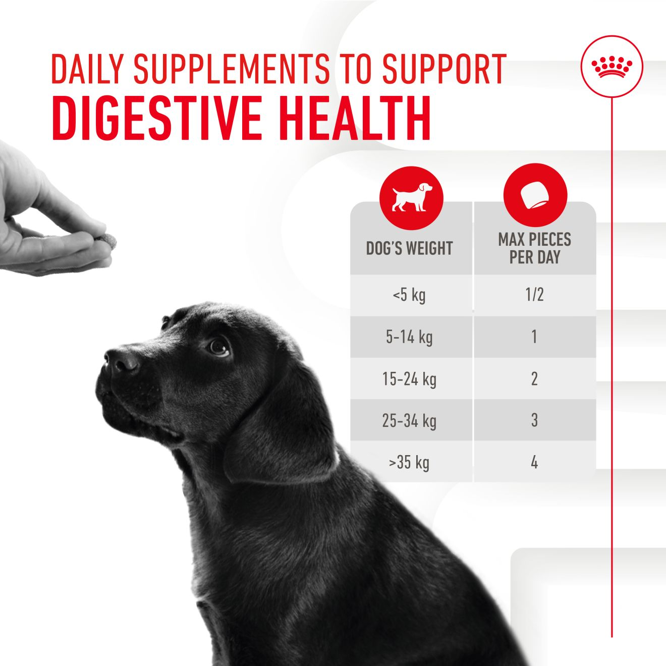 Puppy Digestion Supplement 100g