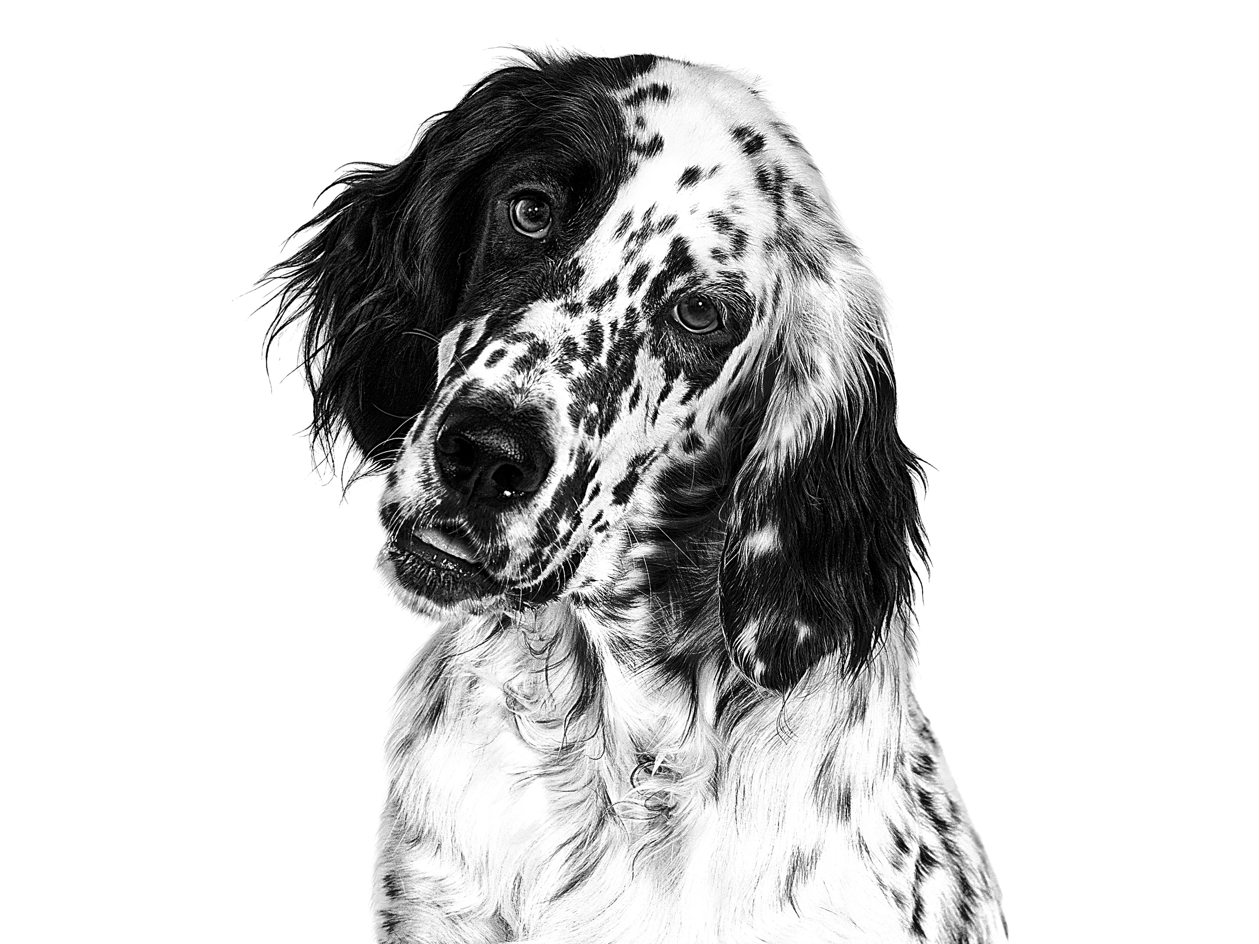 English Setter adult in black and white