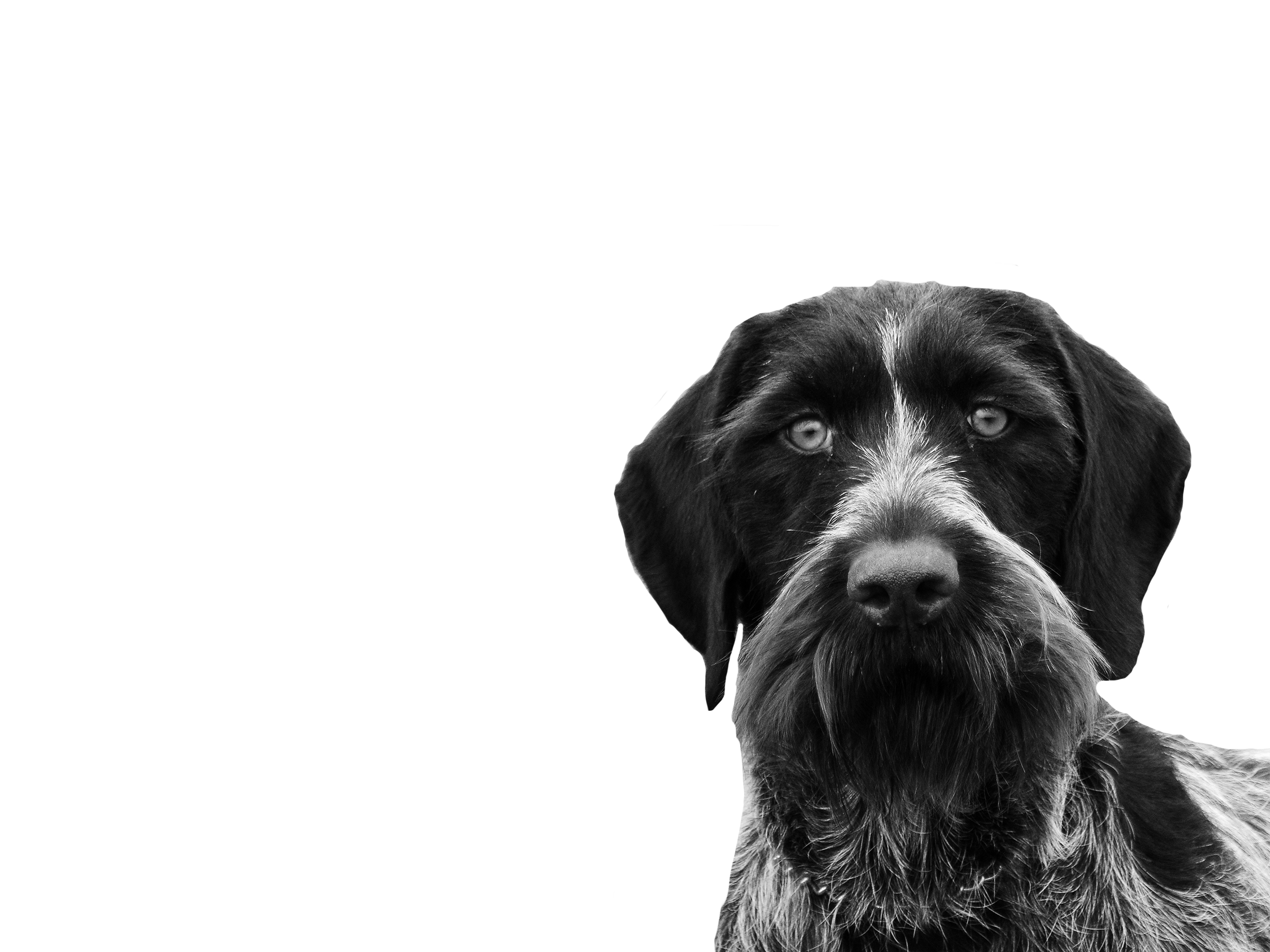 Black and white on sale german wirehaired pointer