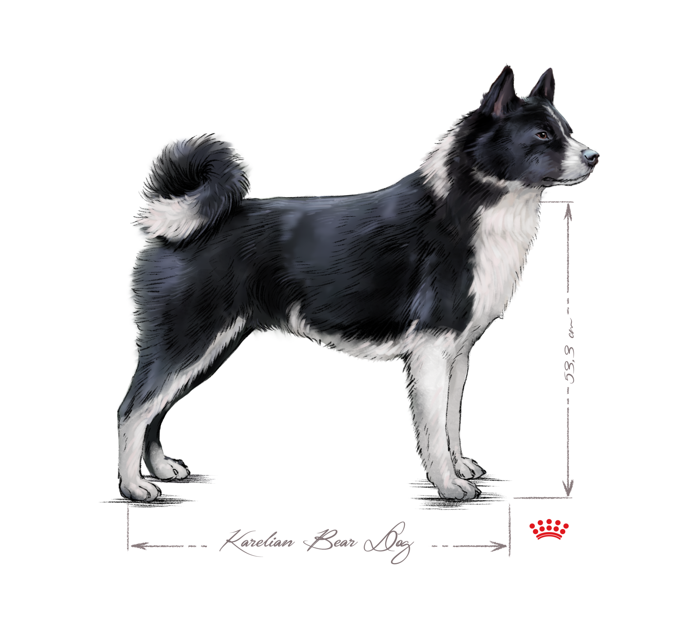 Karelian Bear Dog adult black and white