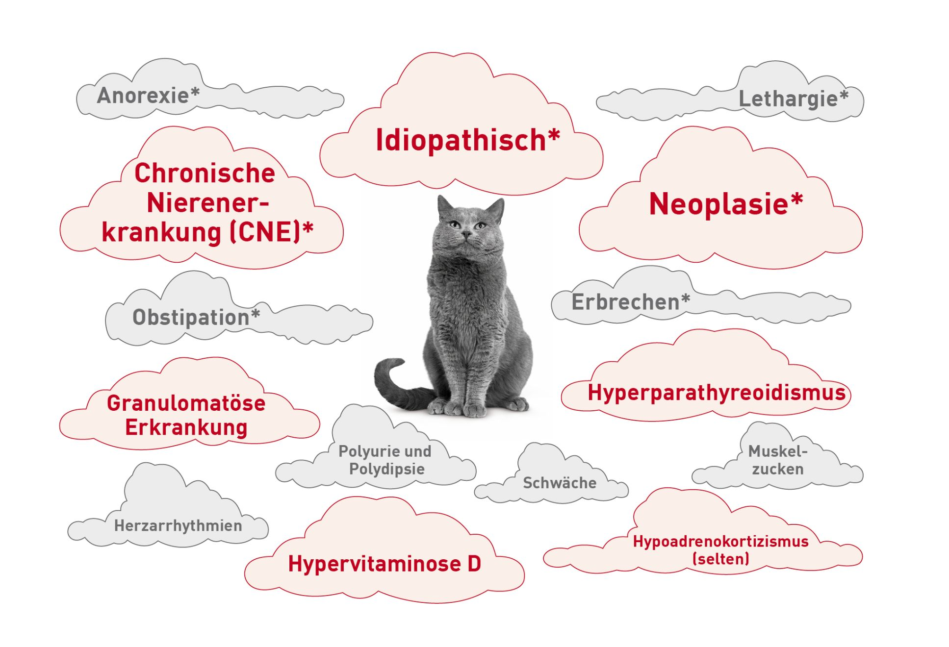 Schlagwortwolke um eine Katze herum zeigen häufige Ursachen und Anzeichen von Hyperkalzämie