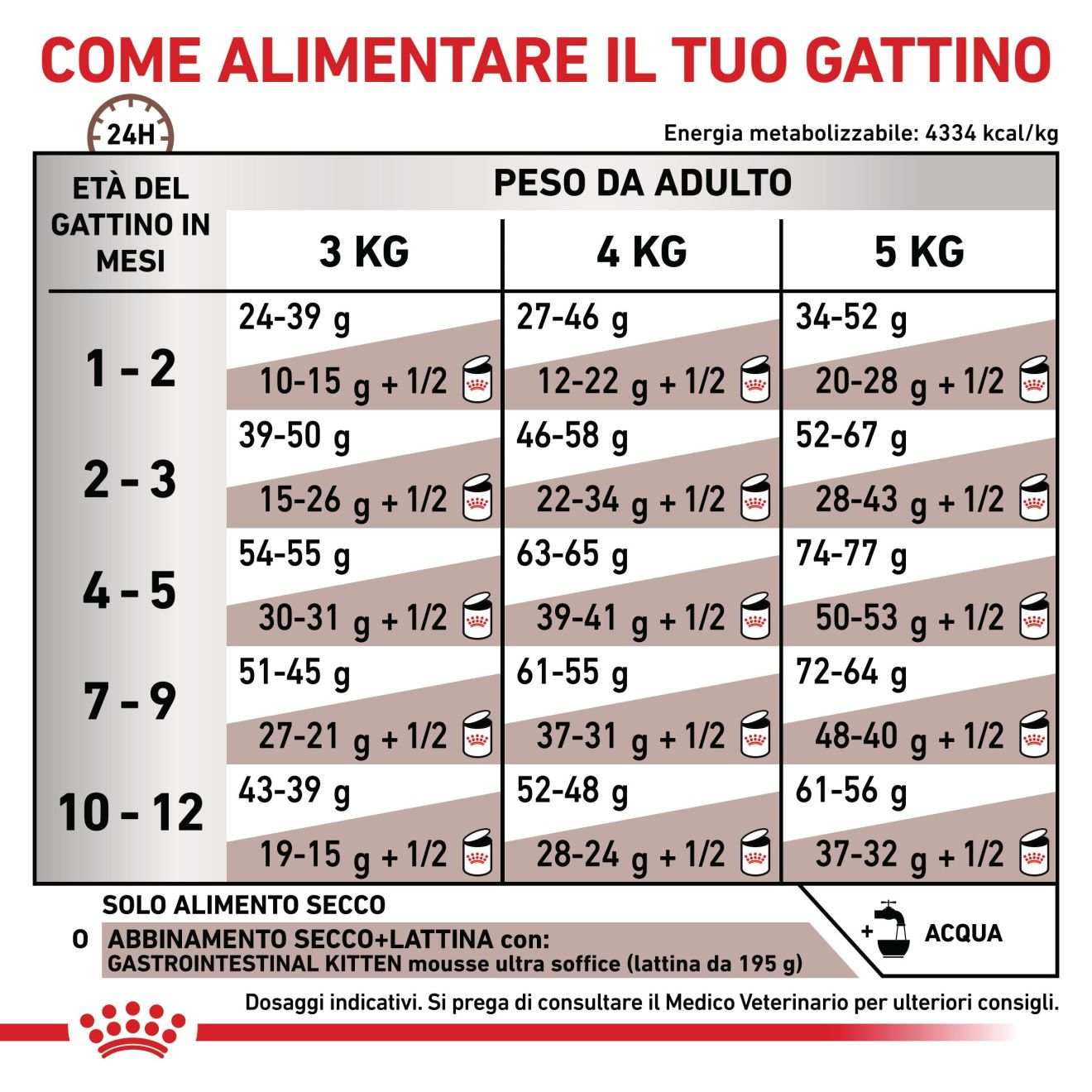 Gastrointestinal Kitten