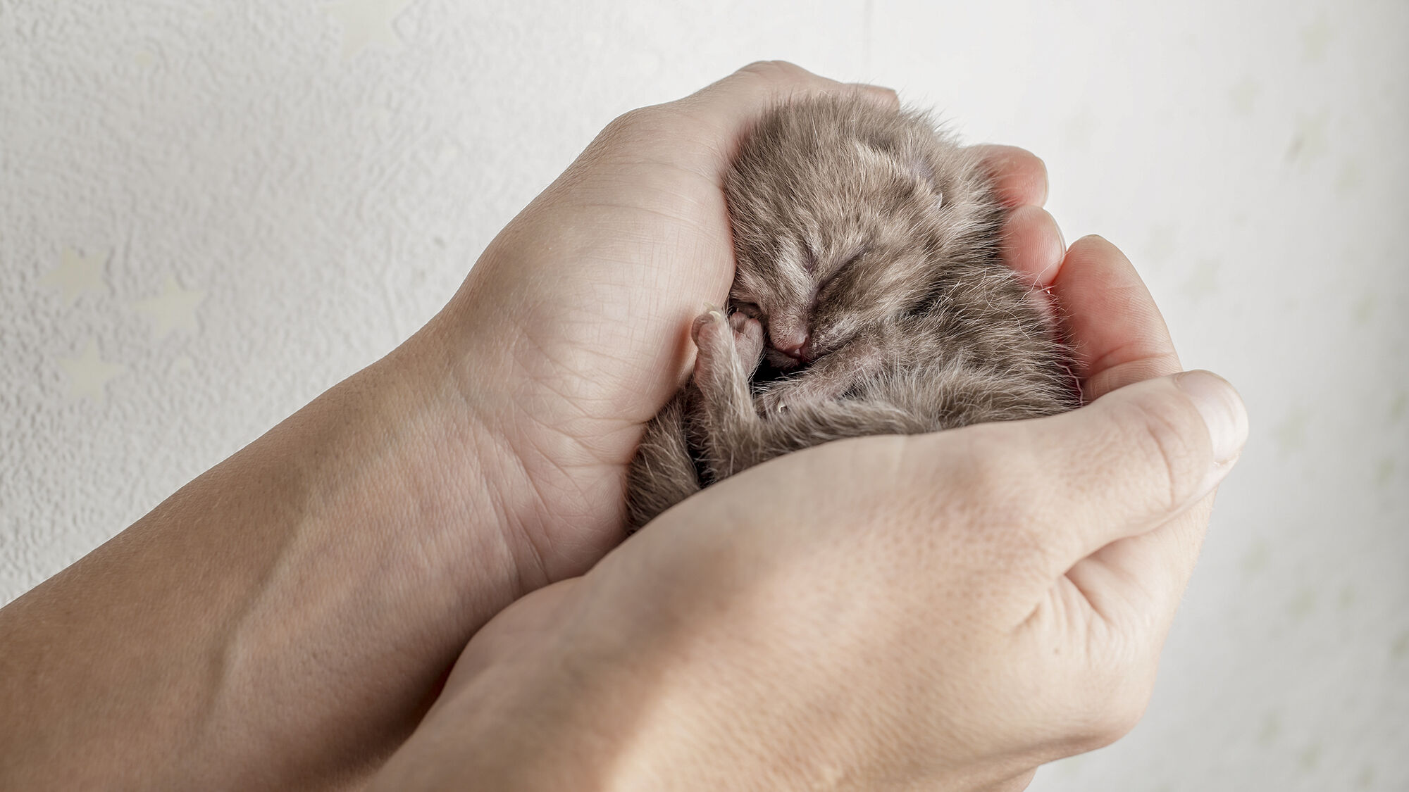 Kleine pasgeboren kitten wordt vastgehouden door fokker