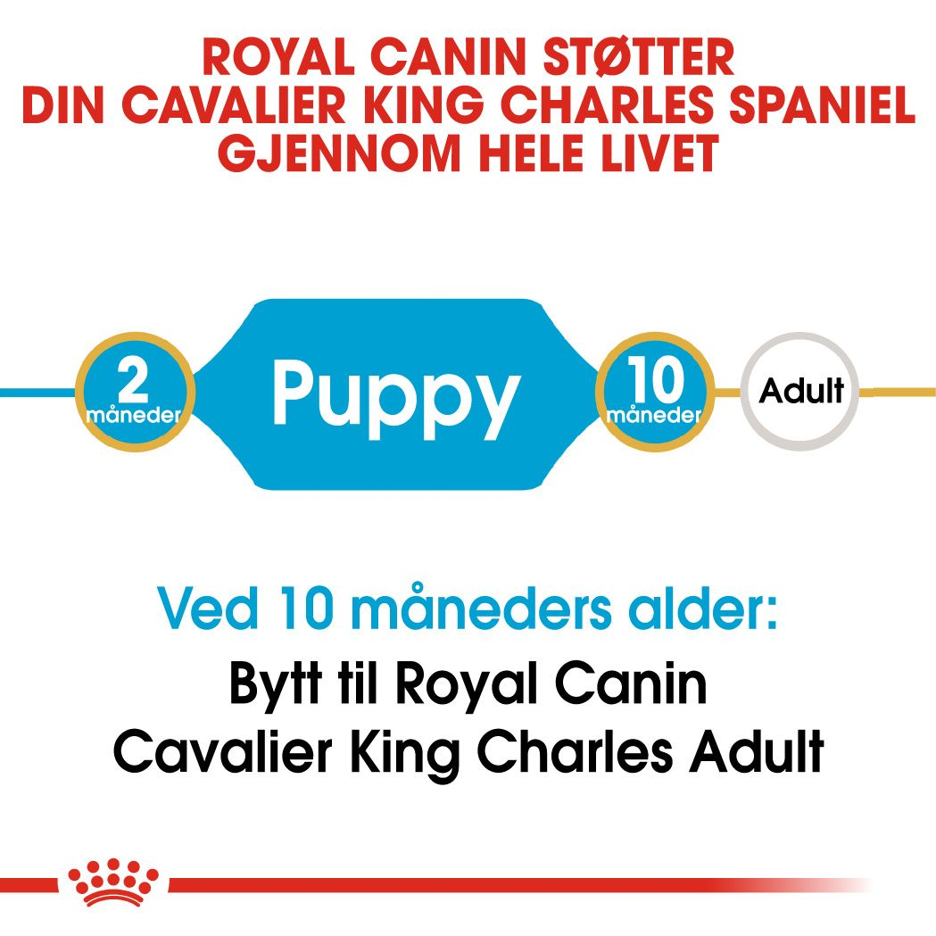 Cavalier King Charles Puppy