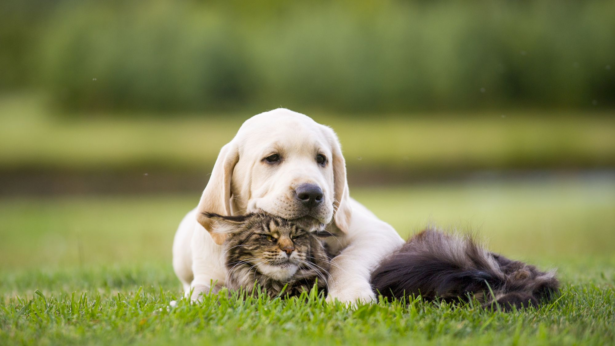 amitié chien et chat