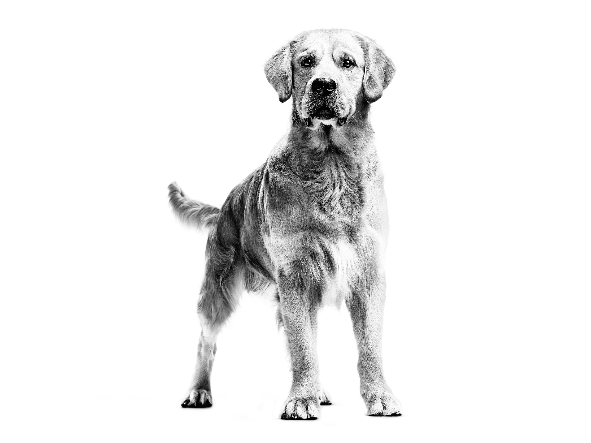 Black and white Golden Retriever standing
