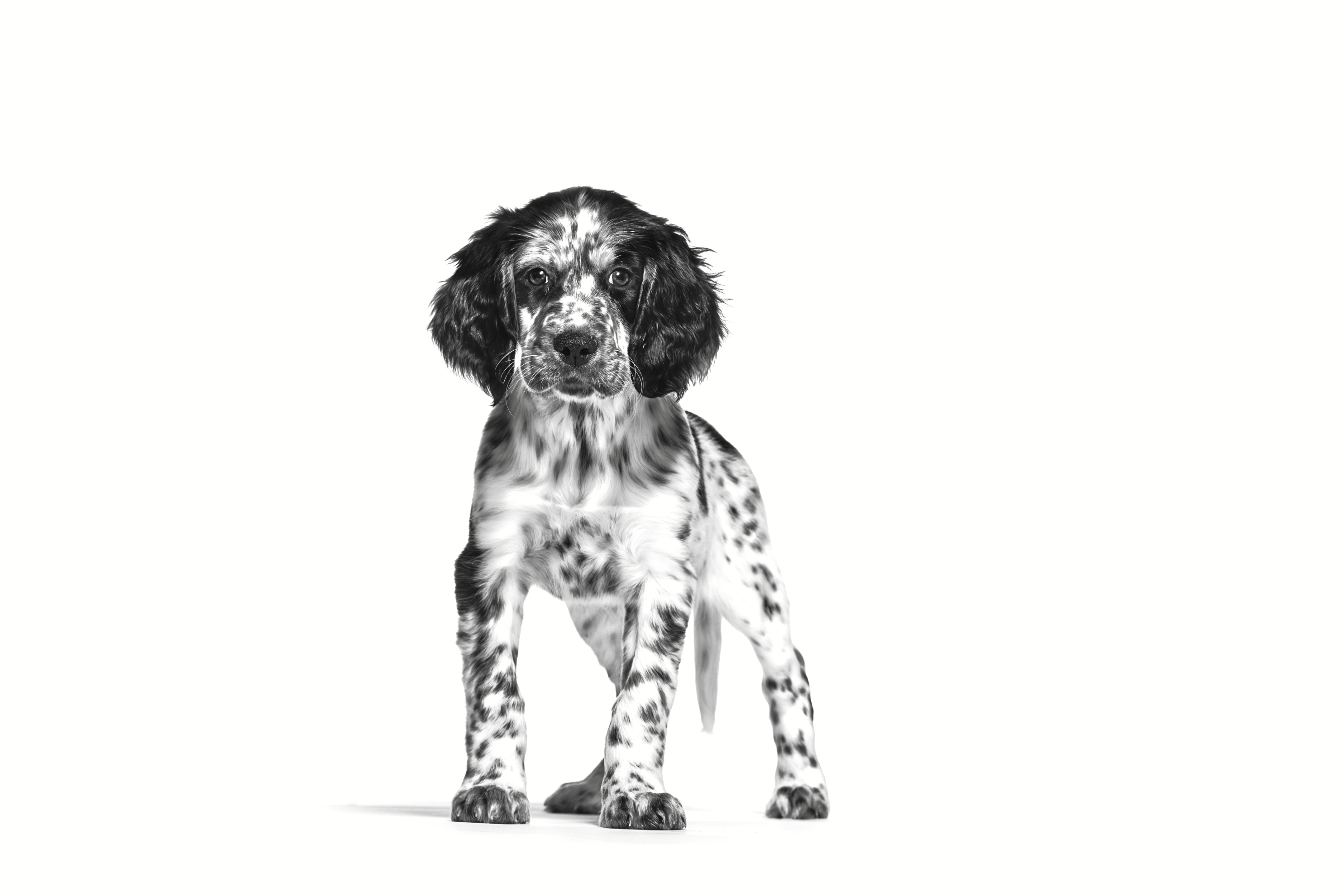 English Setter puppy standing in black and white on a white background