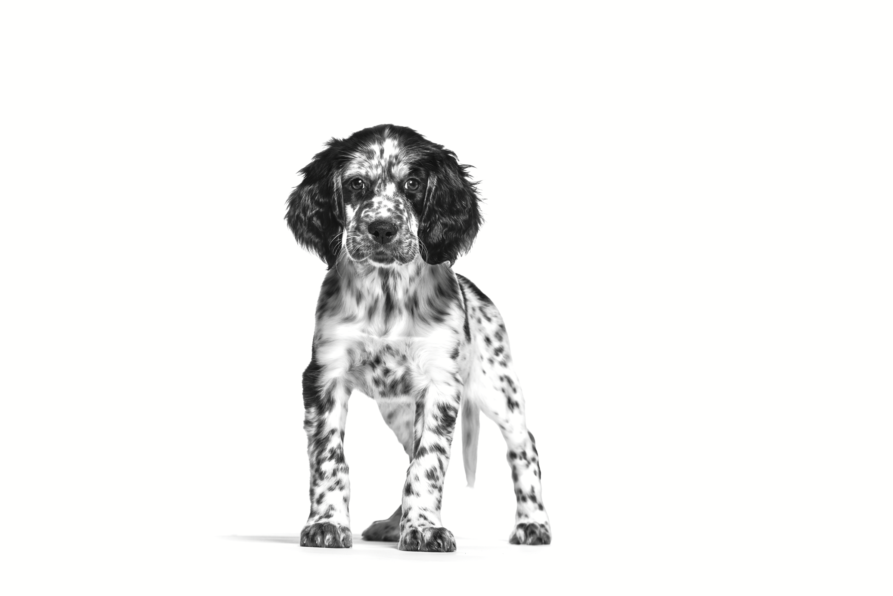 English Setter Puppy standing in black and white on a white background