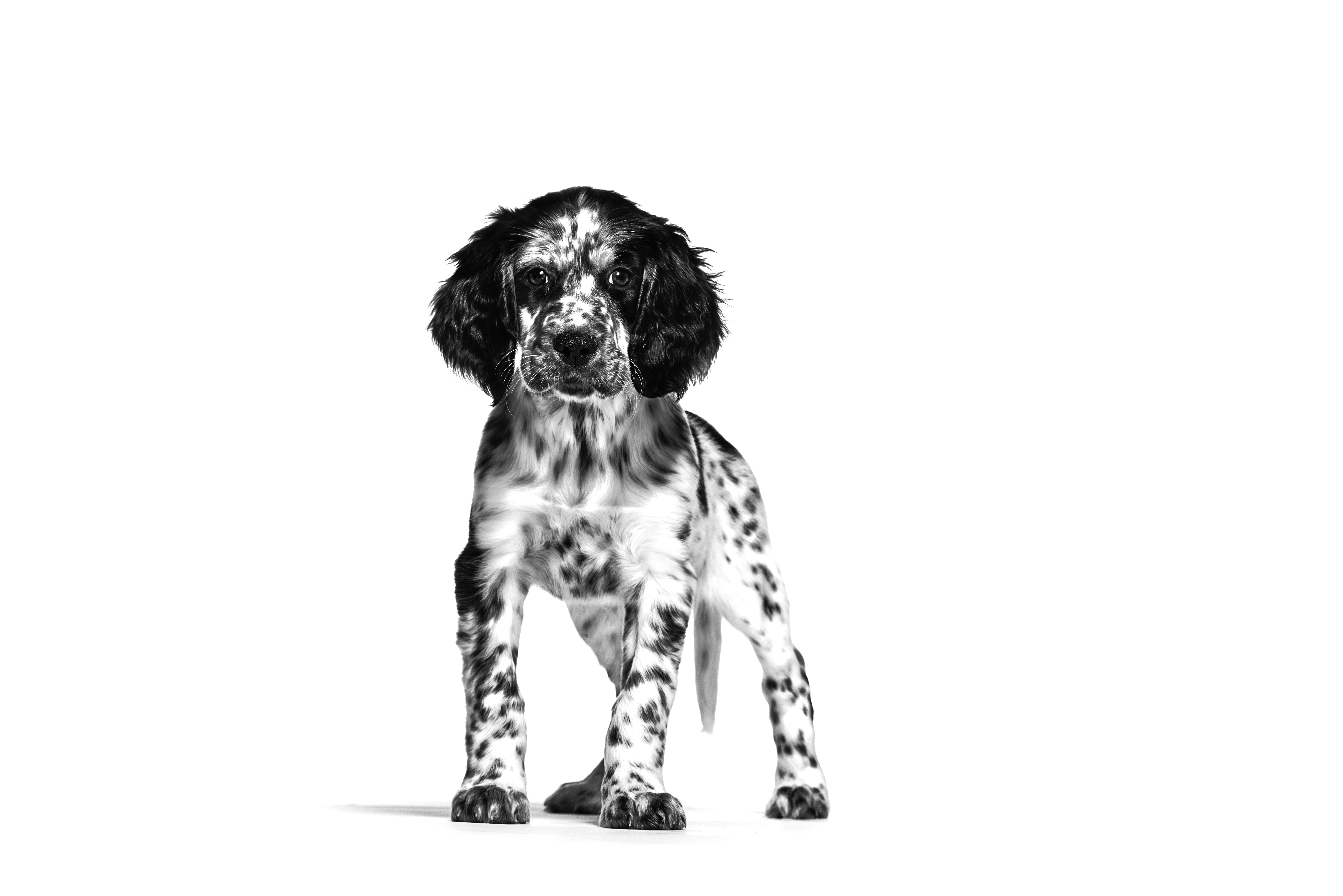 English Setter Puppy standing in black and white on a white background