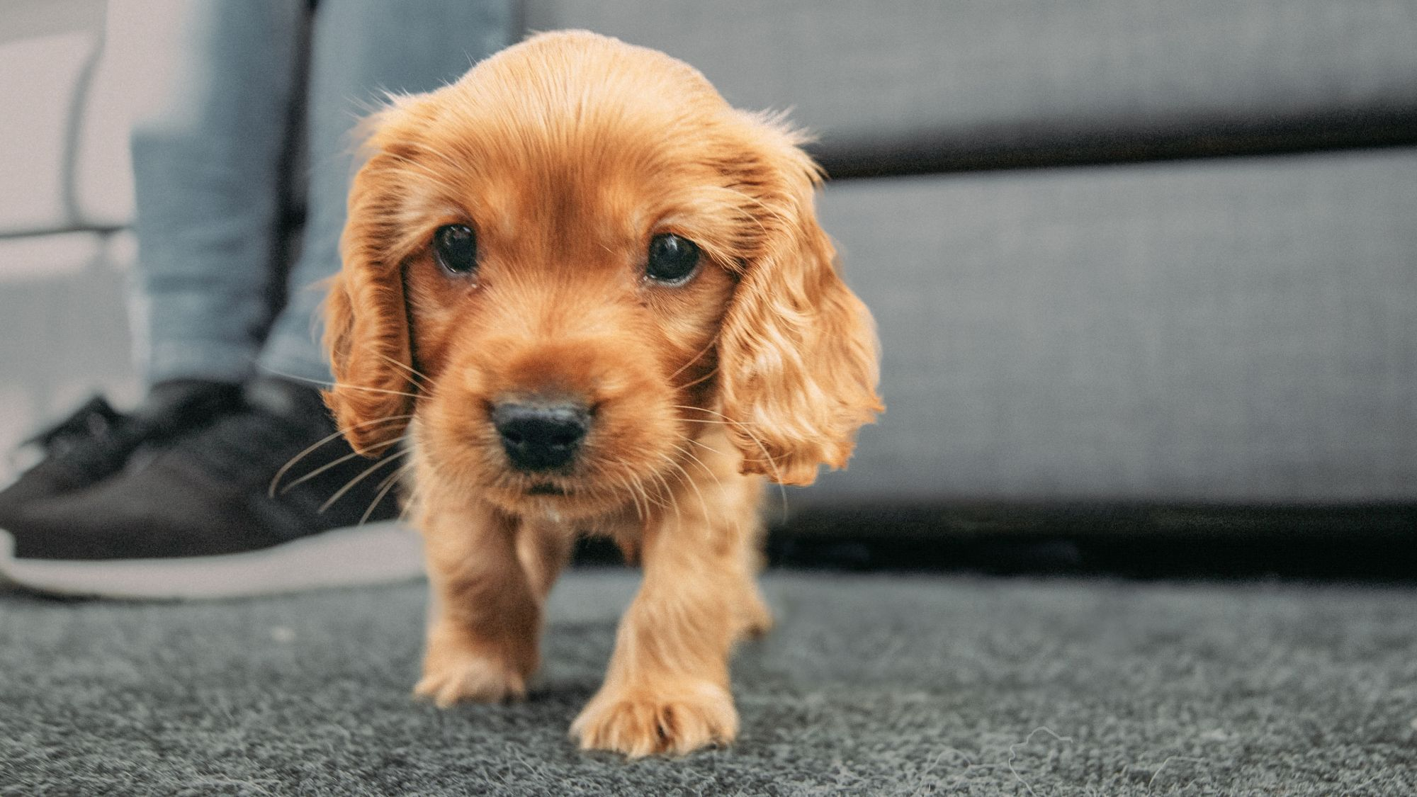 English Cocker Spaniel puppy indoors on a grey carpet