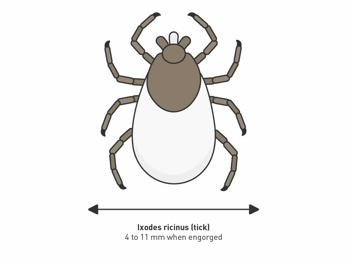 Illustration of a tick