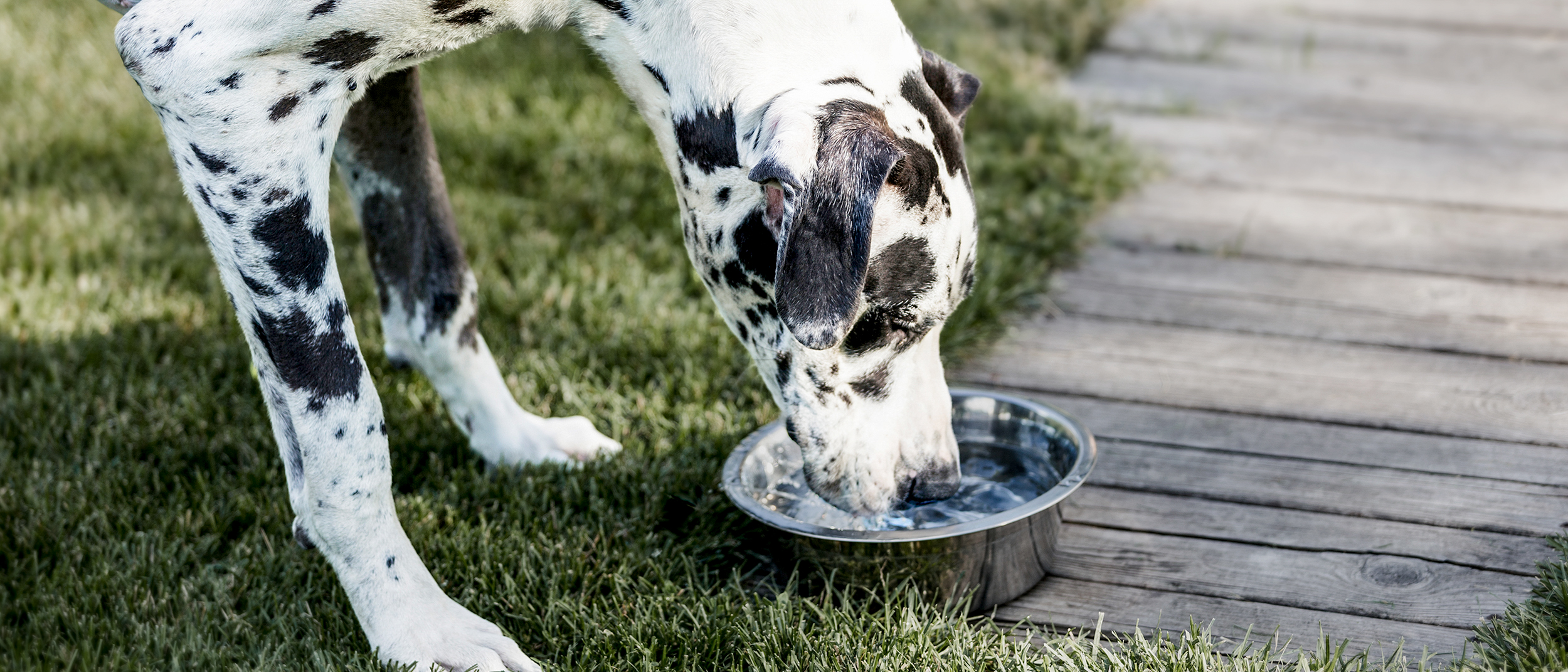 Täysikasvuinen tanskandoggi seisoo puutarhassa ja juo hopeanvärisestä kulhosta.