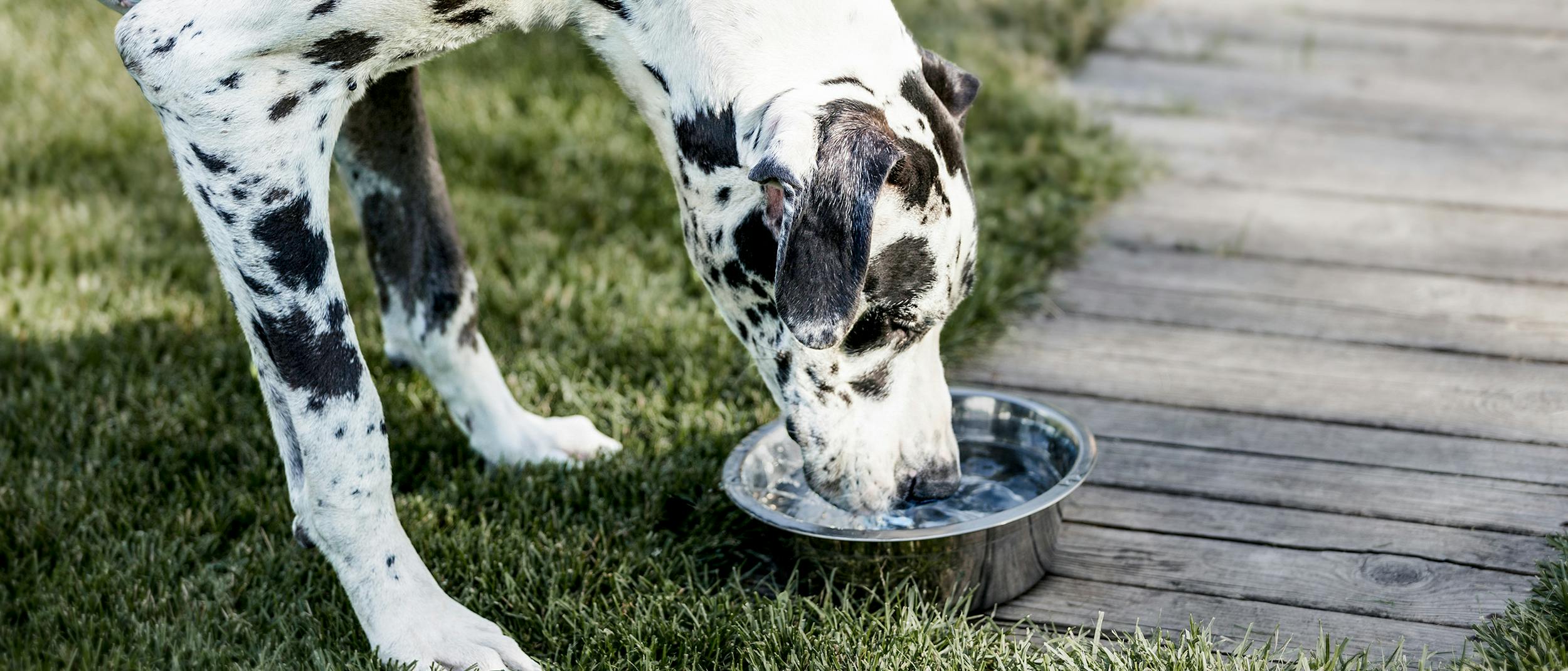 how can you tell if your dog has a urinary problem