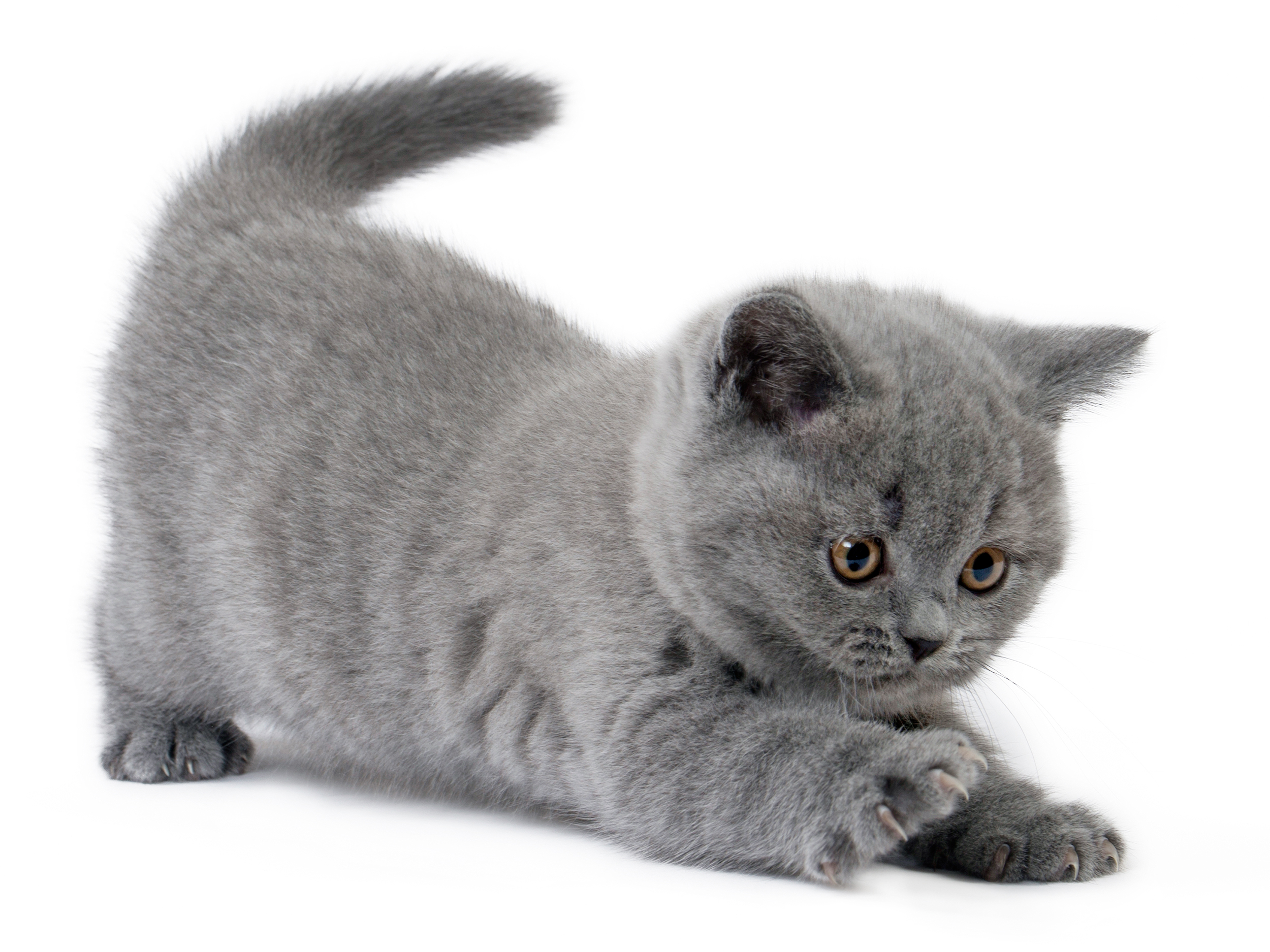 Kittens Short Hair Gray
