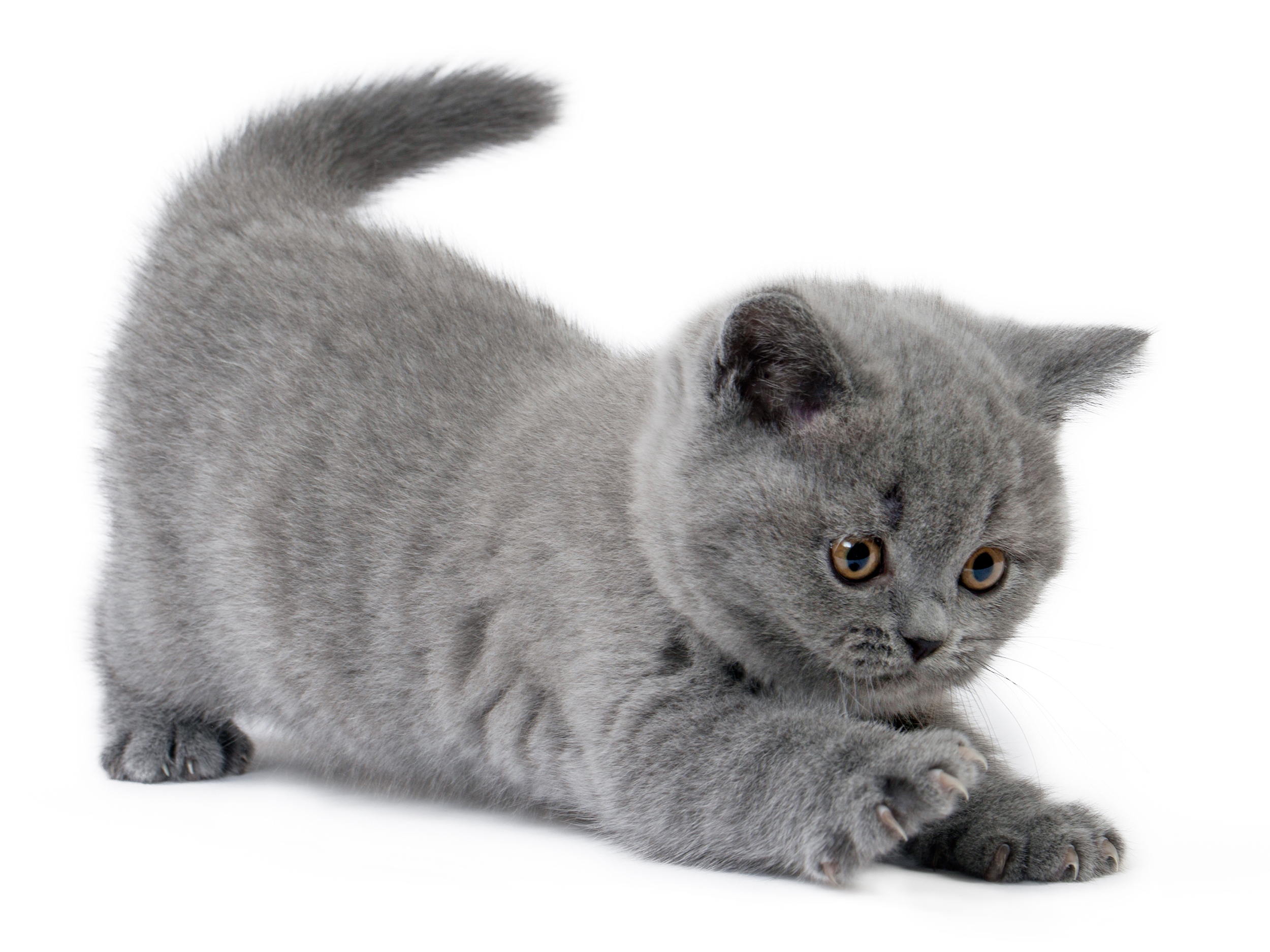 British Shorthair Royal Canin