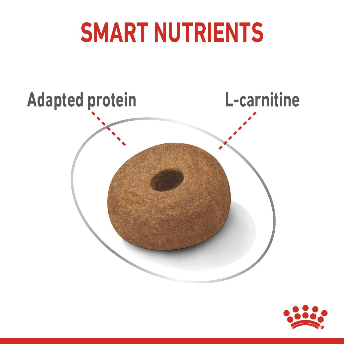 royal canin maxi light