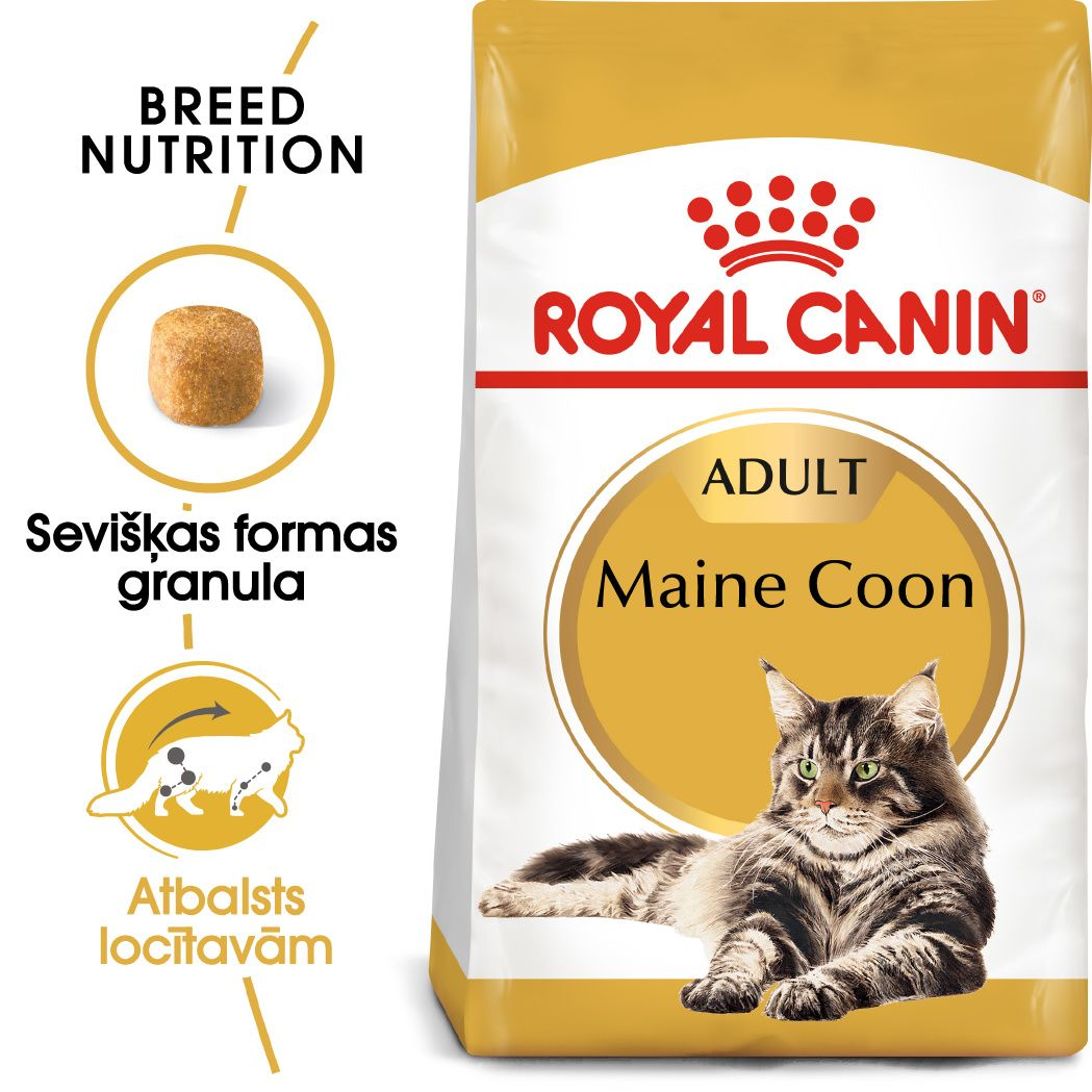Maine Coon Adult