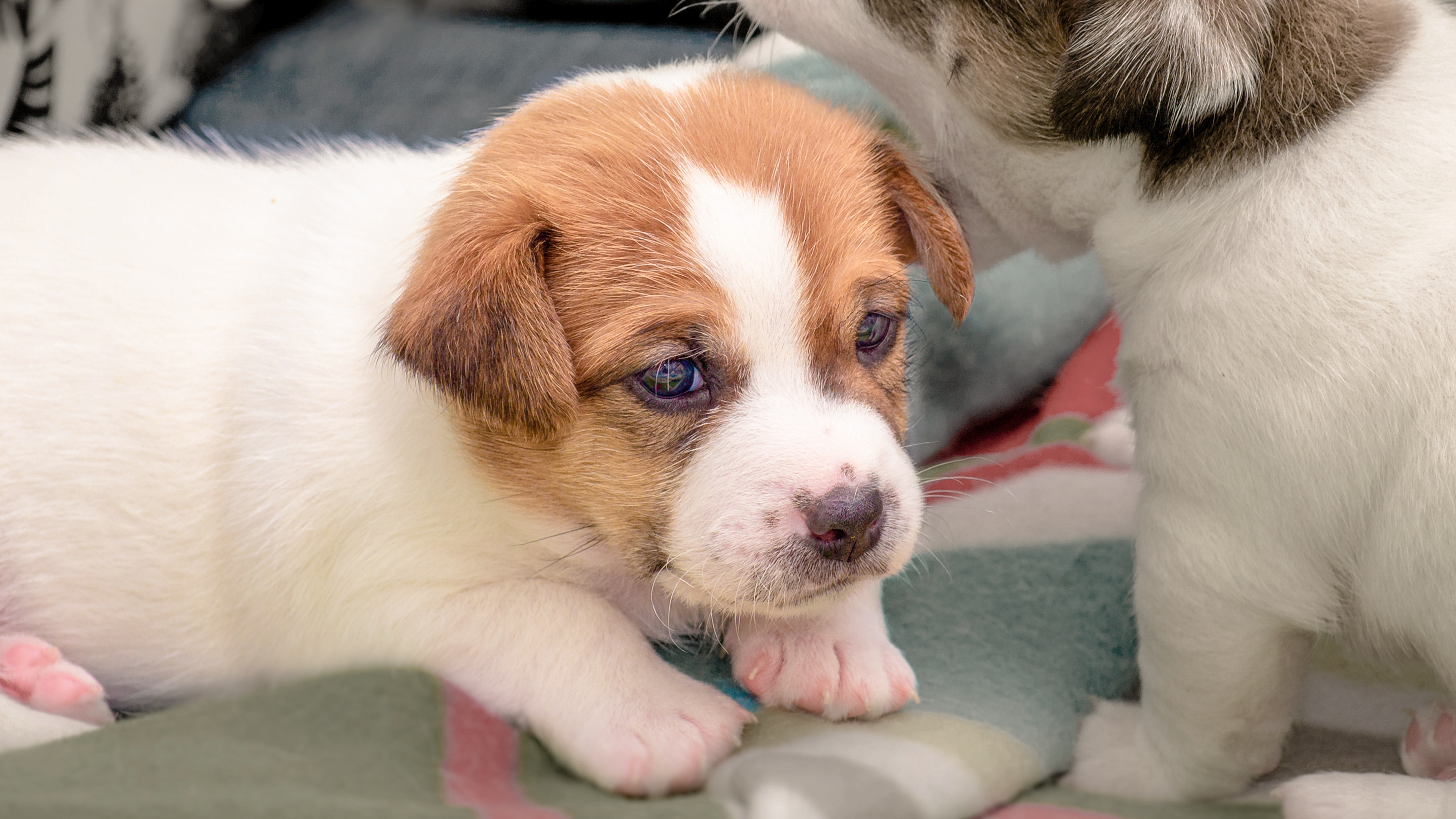 royal canin jack russell terrier